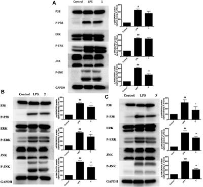 Corrigendum: Combination effect of three main constituents from Sarcandra glabra inhibits oxidative stress in the mice following acute lung injury: a role of MAPK-NF-κB pathway